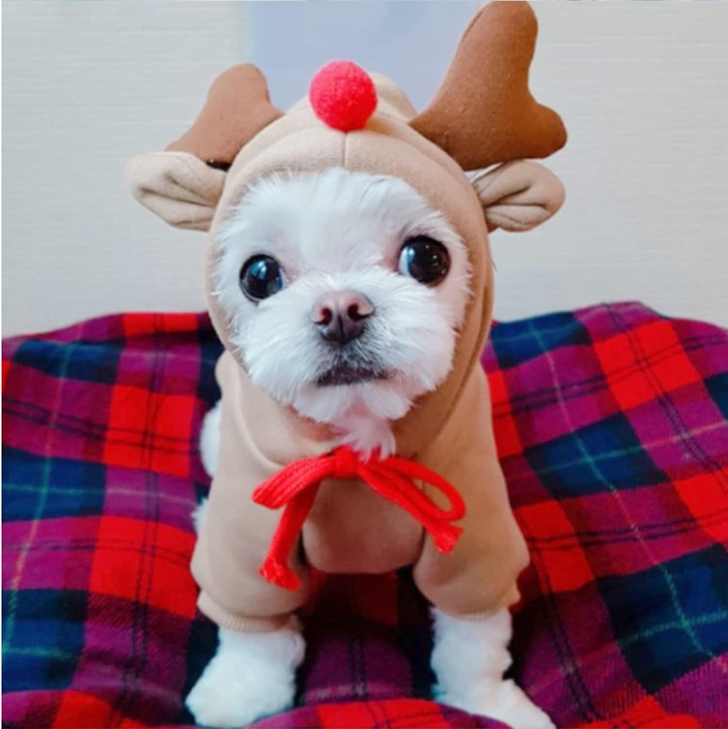 Cozy Elk Fruit Hoodie for Dogs - Stylish Cold Weather Sweatshirt for Small to Medium Pets