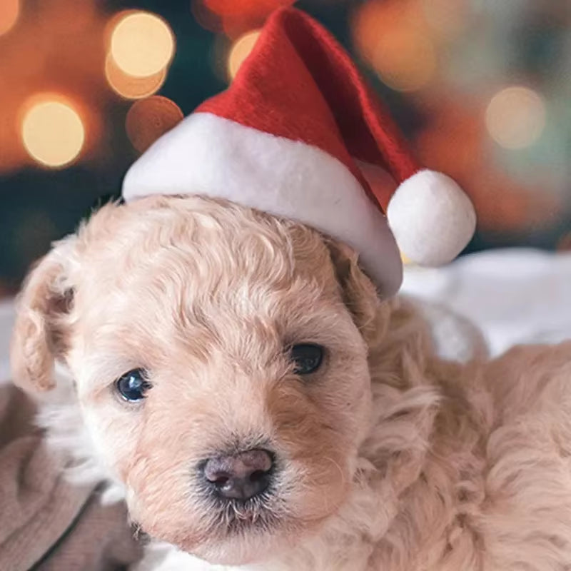 Festive Santa Hat for Pets - Perfect Christmas Costume & Decoration for Cats and Dogs!