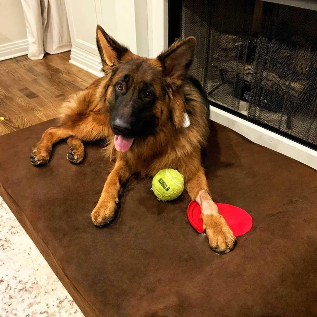 Extra Large Orthopedic Dog Bed - 7" Thick Soft Cushion with Washable Microsuede Cover - Made in USA - Chocolate Color