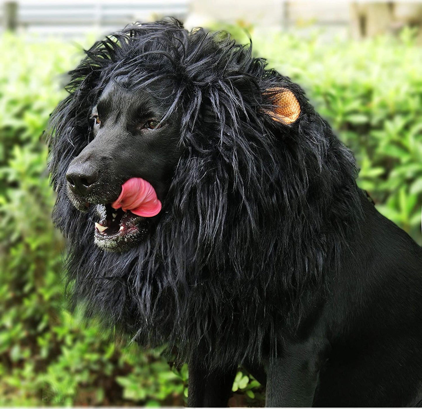 Adorable Lion Mane Wig for Dogs with Ears - Hilarious Pet Costume for Halloween & Christmas Fun!