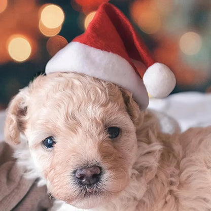 Festive Santa Hat for Pets - Perfect Christmas Costume & Decoration for Cats and Dogs!